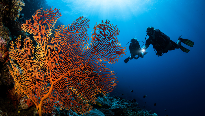 《マゼラン限定》ココモ プライベートアイランド 特別オファー